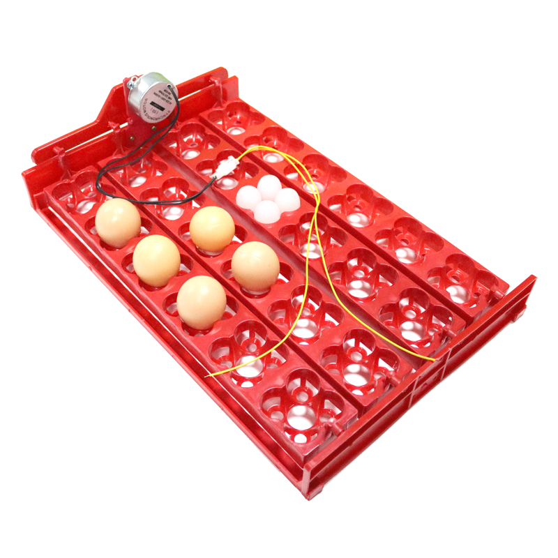 Hunting Quail - 24 Eggs/96 Quail Eggs Hatching tray