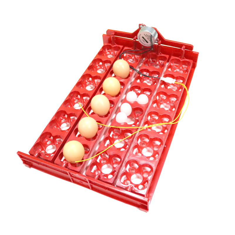 24 Eggs/96 Quail Eggs Hatching - Hunting Quail recension och pris