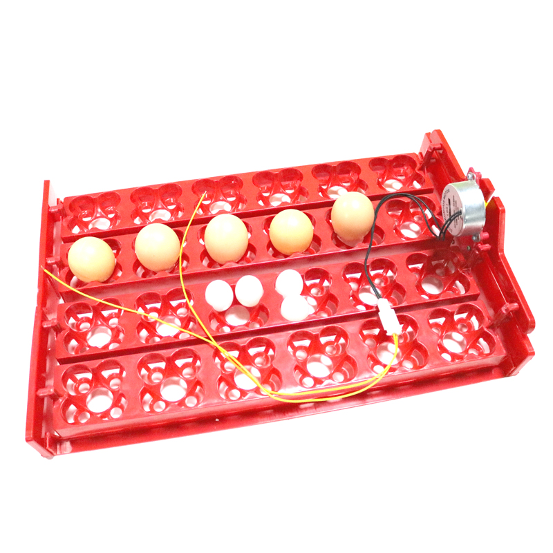 24 Eggs/96 Quail Eggs Hatching - Hunting Quail recension och pris